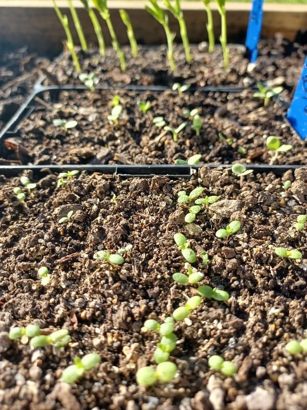 Tiny achillea flower seedlings growing for the Kin Florist garden in Matakana. 