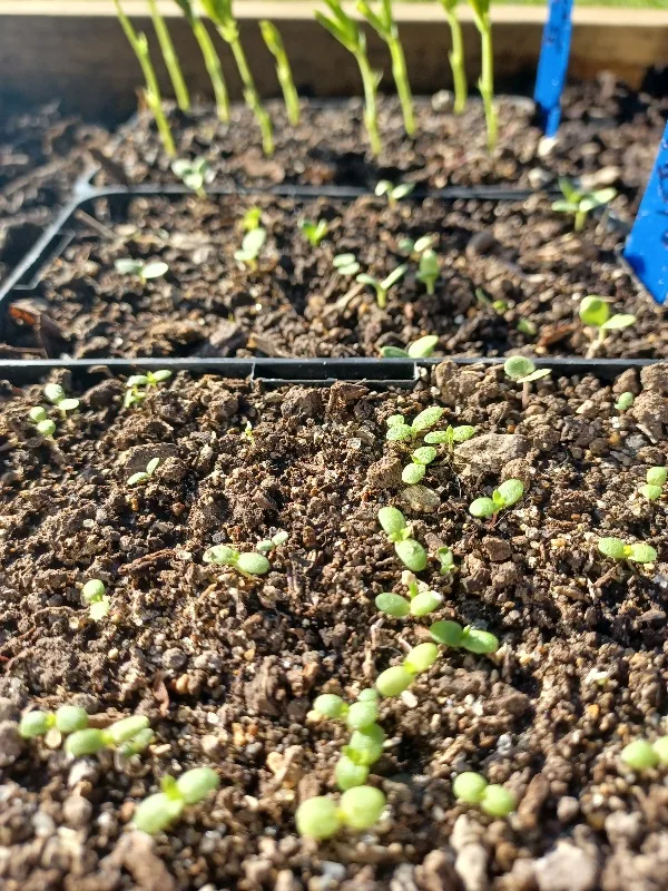 Tiny achillea flower seedlings growing for the Kin Florist garden in Matakana. 