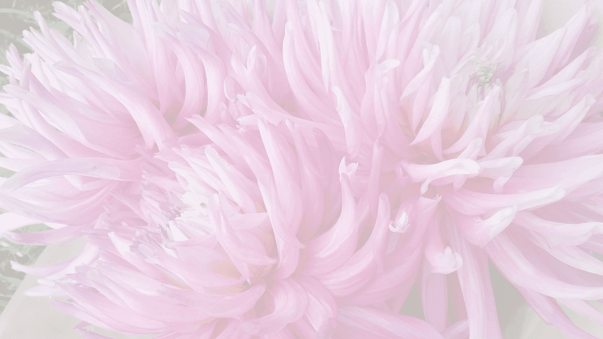 A close up of gorgeous pink cactus dahlia flowers, grown in the Kin Florist garden on Omaha Valley Road, Matakana.