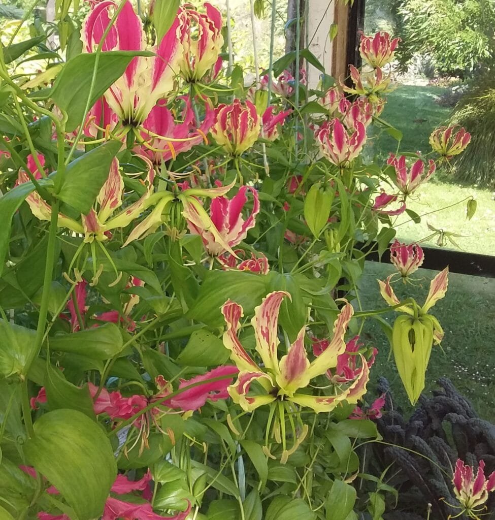 A mass of gloriosa plants in the Kin Florist garden. They have vibrant green leaves and unique, frilly, raspberry and buttercream flowers, perfect for a Matakana wedding.