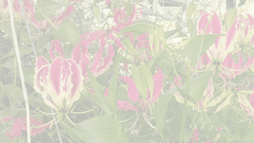 Raspberry and buttercream gloriosa flowers with glossy green leaves, growing in the Kin Florist garden on Omaha Valley Road, Matakana.
