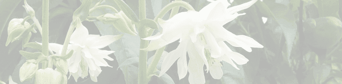 White aquilegia flowers, growing in the Kin Florist garden on Omaha Valley Road, Matakana.