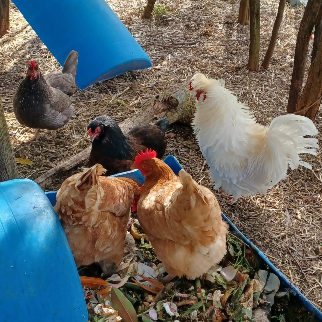 The Kin Florist chooks in their Matakana home, scratching in compost containing flowers. The compost is used to grow sustainable wedding and funeral flowers.