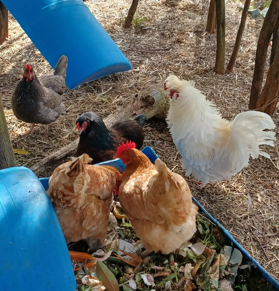 The Kin Florist chooks in their Matakana home, scratching in compost containing flowers. The compost is used to grow sustainable wedding and funeral flowers.